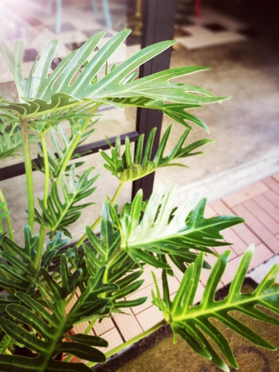 小步洋樓民宿kokokara House Tainan Exterior foto